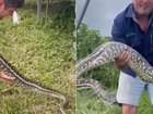 Giant python eats pet cat as snake catcher sounds warning.