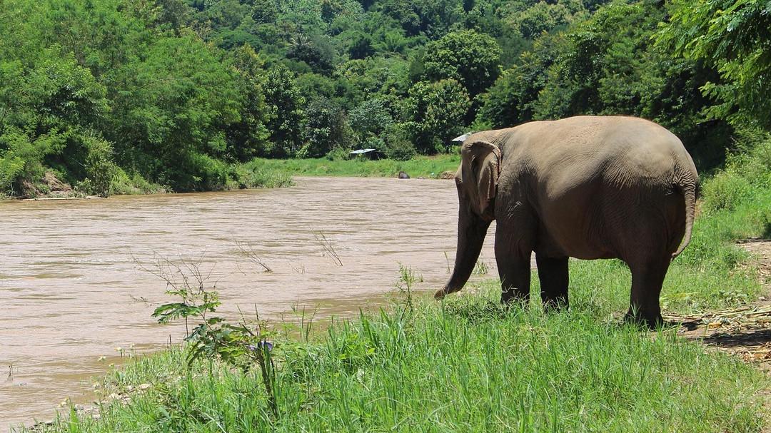 Khao Yai National Park: Elephant claims third victim after trampling tourist to death as wife watches in fear
