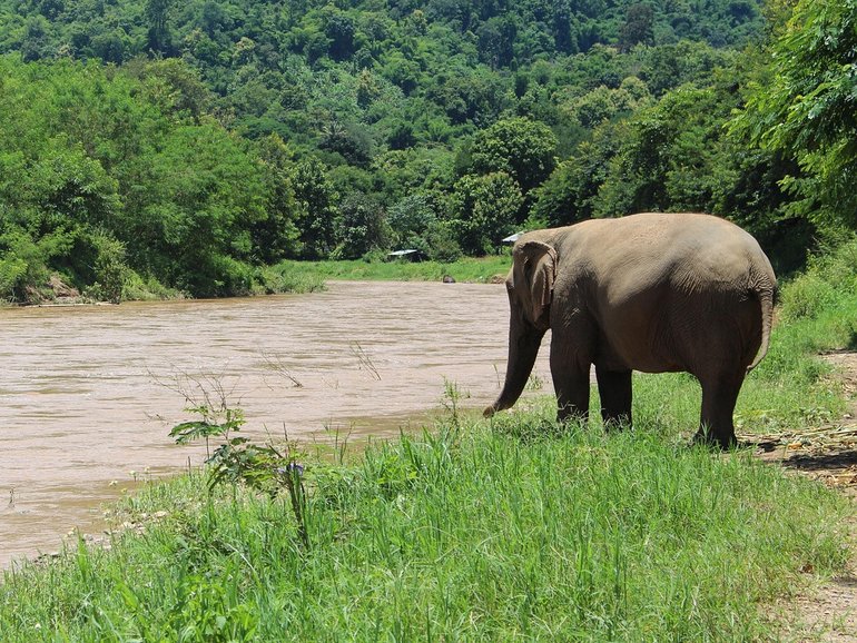 A tourist has died at a Thailand campsite after he was trampled by a wild bull elephant that is believed to be responsible for two other deaths. 