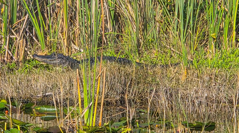 A gator in the Everglades.