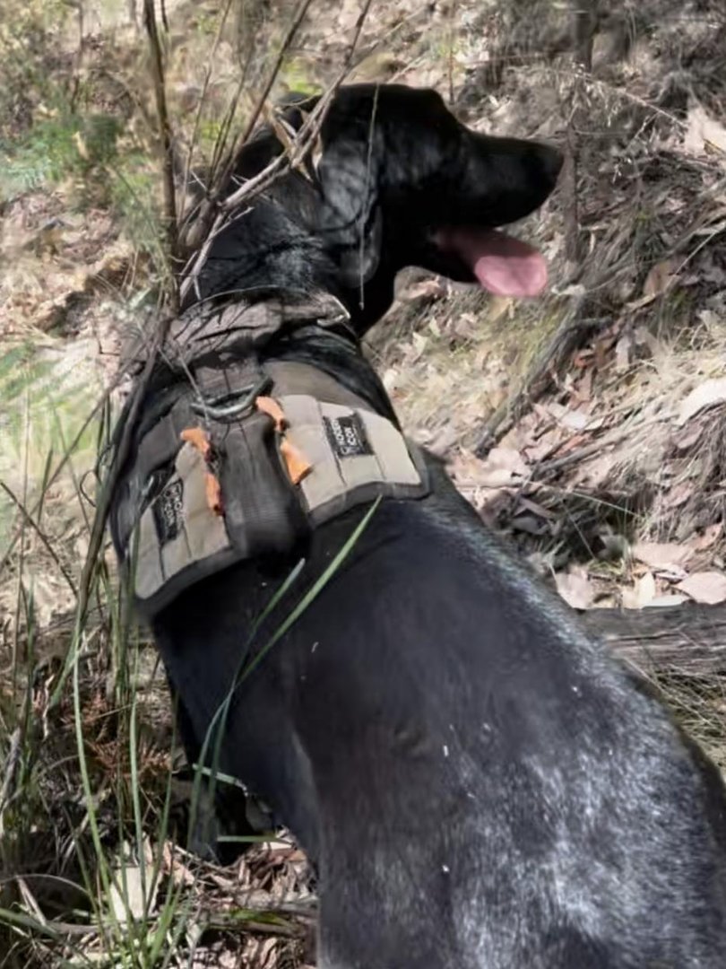 Police believe Freeman is deceased but continue to search the area for his remains, using cadaver dogs and advanced technology. 