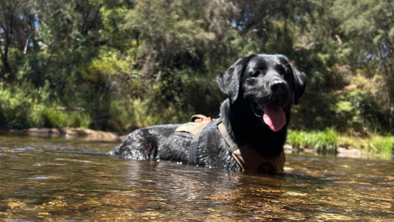 More than 100 officers, assisted by cadaver dogs and specialist resources, searched an area equivalent to about 52 MCG ovals. Picture: NewsWire Handout/ Vic Police