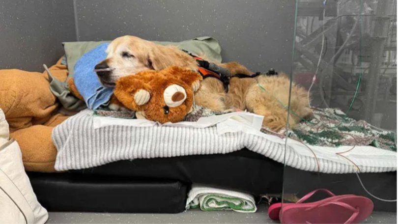 Dozer had been in the ICU for a fortnight fighting a double lung infection.