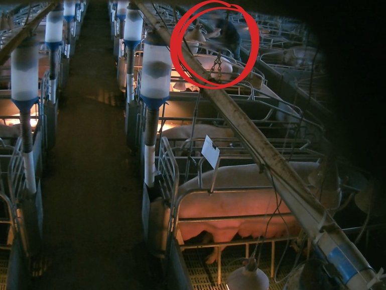 Footage from February 2024 shows a man sexually assualting a pig on a northern Victorian bacon farm.