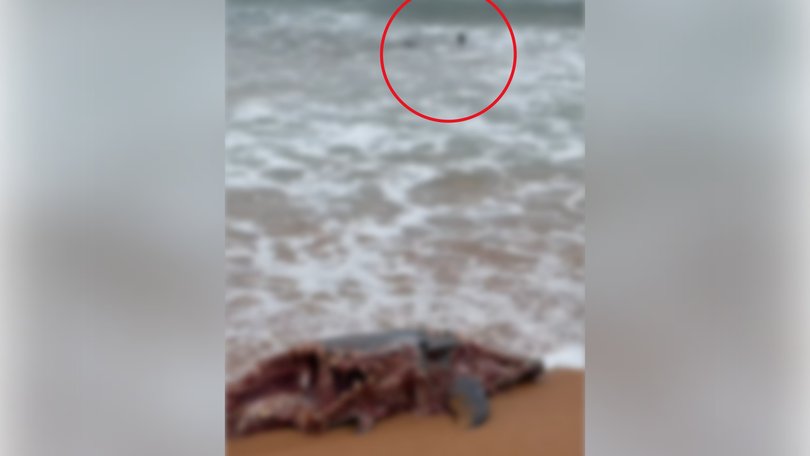 Shocking footage has emerged of a bull shark lurking in shallow water near the site of a decomposing dolphin carcas