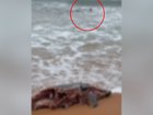 Shocking footage has emerged of a bull shark lurking in shallow water near the site of a decomposing dolphin carcas