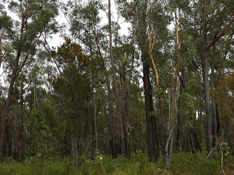 Alcoa has been fined over habitat destruction in the Northern Jarrah Forest, south of Perth. (Adrian Black/AAP PHOTOS)