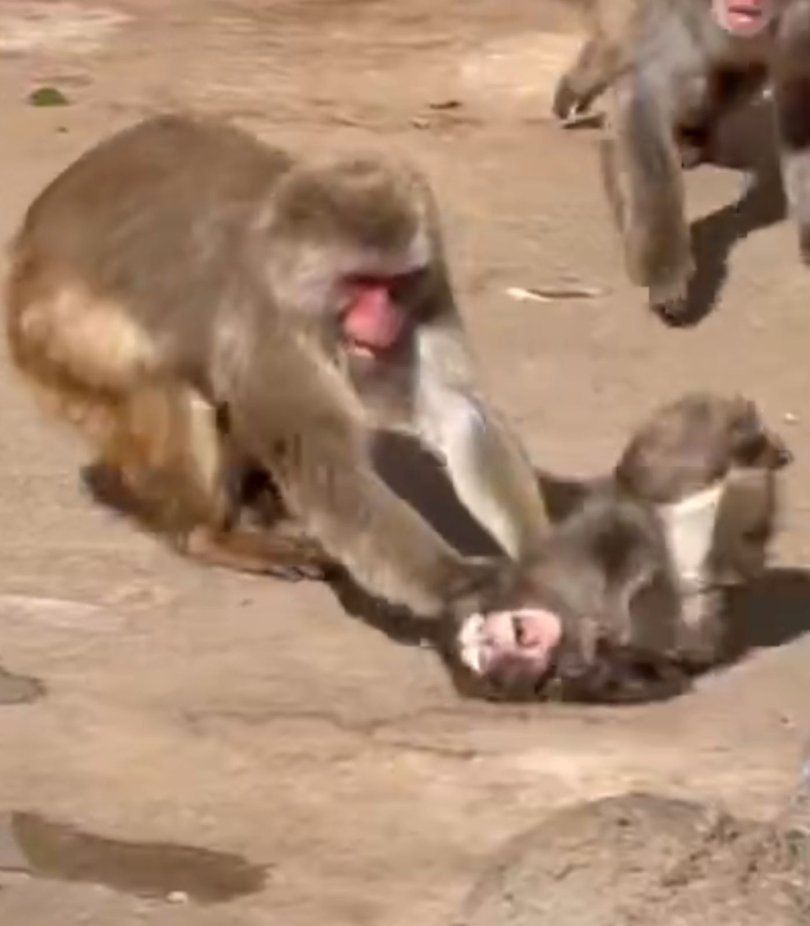 Punch was dragged by an adult monkey in a distressing incident.