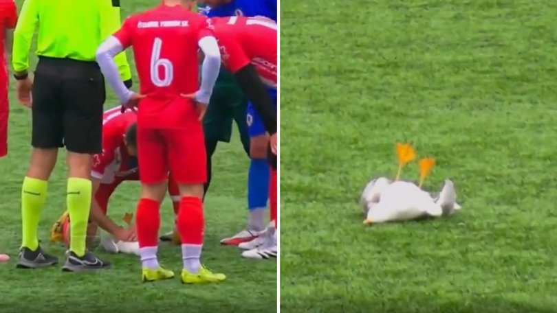 A football match has taken an extraordinary turn when a player stopped play to perform CPR on a seagull struck by the ball mid-game.