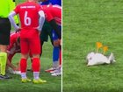 A football match has taken an extraordinary turn when a player stopped play to perform CPR on a seagull struck by the ball mid-game.