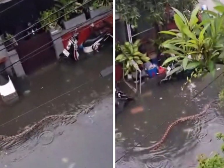 Video posted to social media shows the moment a giant python swims in Bali streets.