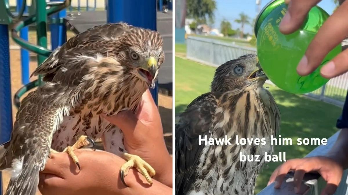 Cesar Gustavo Diaz: California man jailed after video shows him giving alcohol to a juvenile hawk Cesar Gustavo Diaz: California man jailed after video shows him giving alcohol to a juvenile hawk