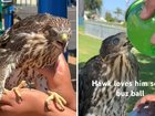 A California man has been jailed after footage of him giving alcohol to a protected hawk surfaced online.