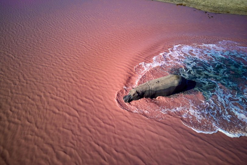 ‘So there we were, sipping French champagne and being chased by hippos.’