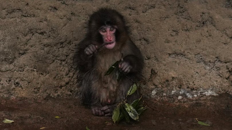 Punch has been using his orangutan plushie less as the other monkeys in the zoo accept him.