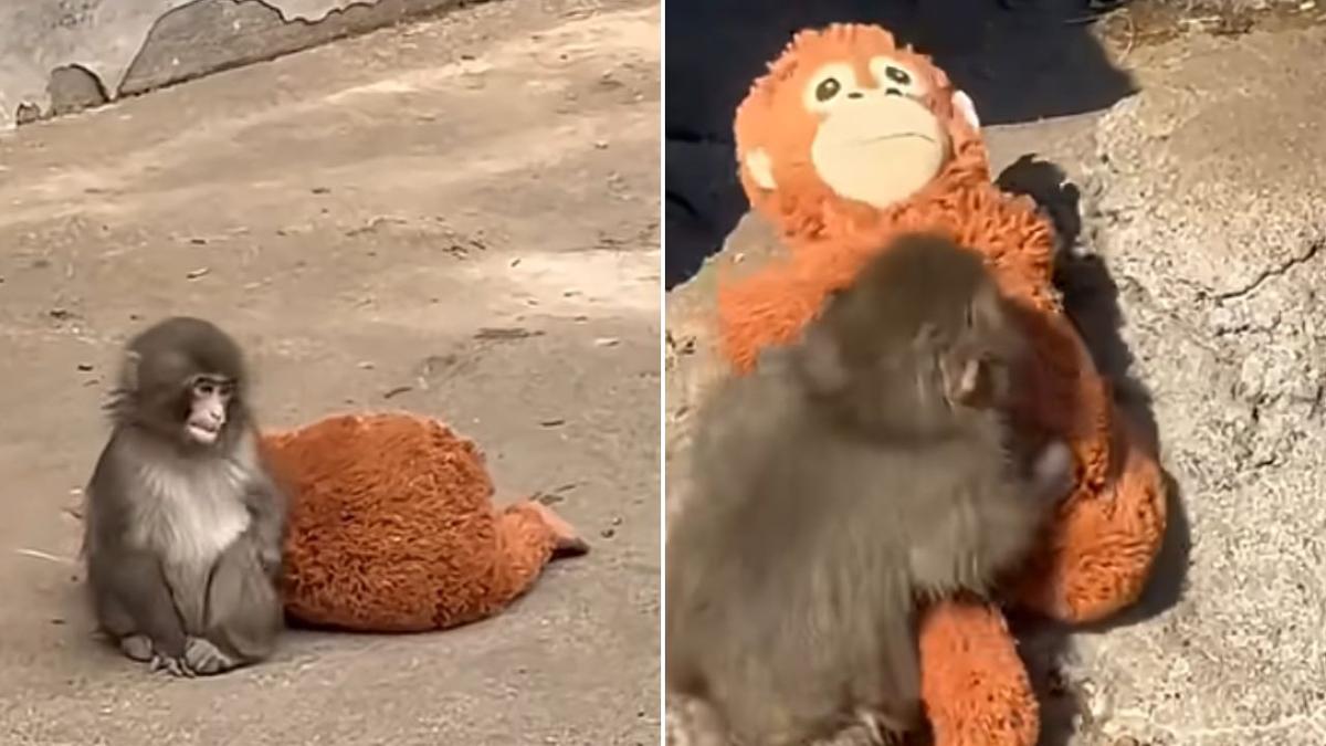 Punch the orphan macaque monkey is outgrowing his plushie Punch the orphan macaque monkey is outgrowing his plushie