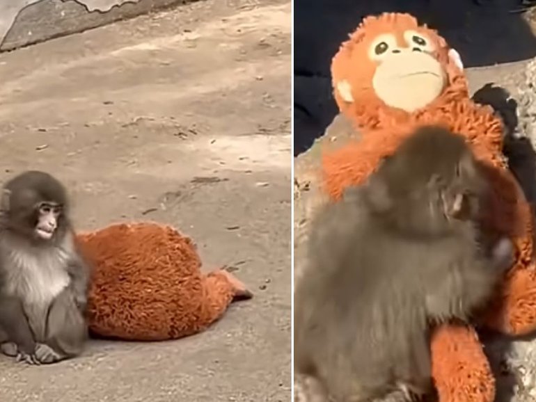 Punch the baby orphan macaque is so popular a zoo near Tokyo has had to set rules to make visitors be quiet and limit viewing times to 10 minutes.