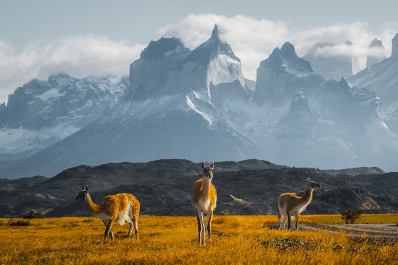 Three guanacos grazing below the majestic peaks of Torres del Paine National Park, Chile