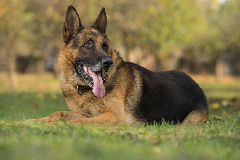 A German shepherd.