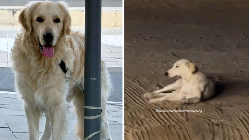 There have been reports of surging animal abandonment in Dubai amid the Iran war.