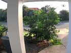 Brazen lemon thief caught on camera raiding Gold Coast front yard
