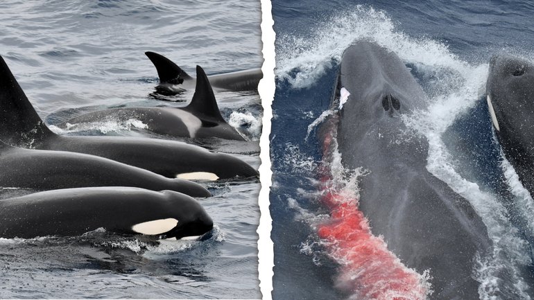 The orcas were filmed attacking a whale just six kilometres offshore.