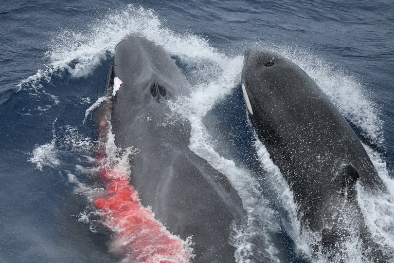 Blood was visible in the water. 