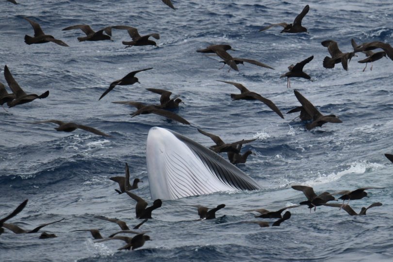 Albatross and shearwater birds then swooped to gather the leftovers.