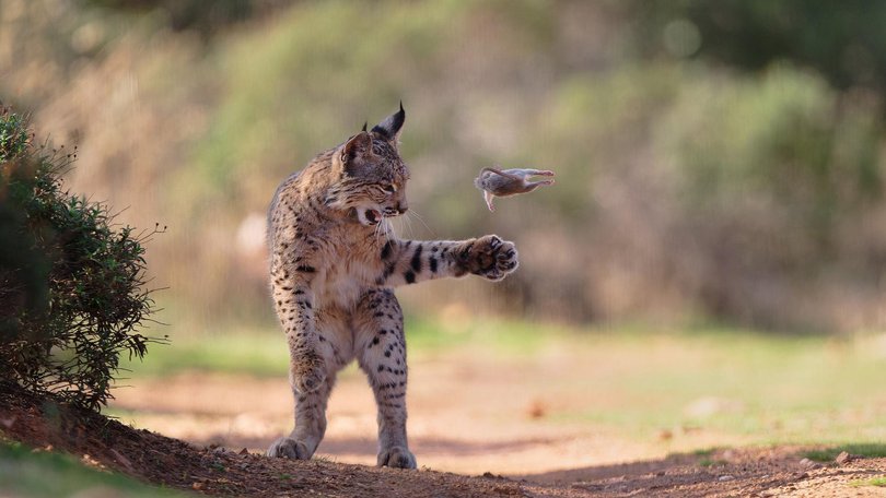 ‘Flying Rodent’ was the winning image.