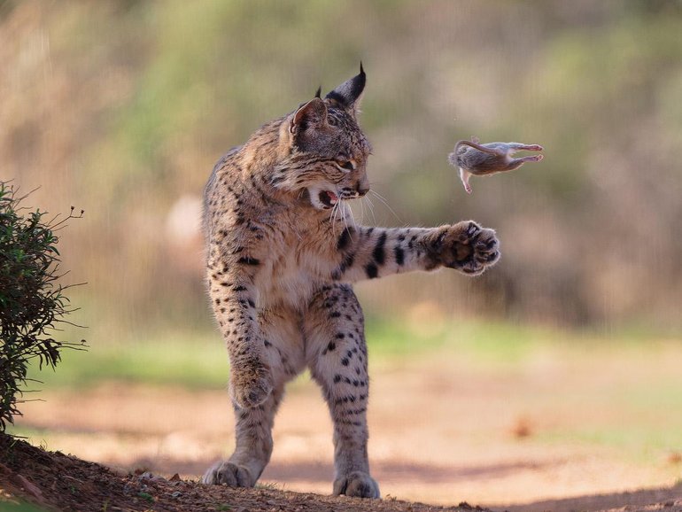 ‘Flying Rodent’ was the winning image.