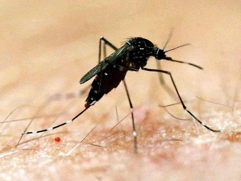 Mosquito-borne viral disease dengue fever. (Dave Hunt/AAP PHOTOS)
