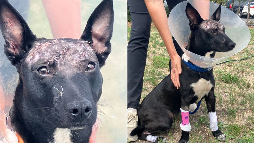 A dog found injured at an Adelaide Hills golf club is recovering after surgery.
