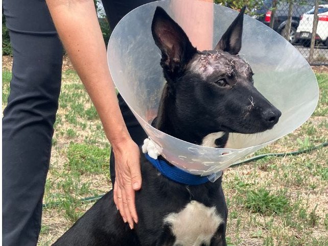 A dog found injured at an Adelaide Hills golf club is recovering after surgery.