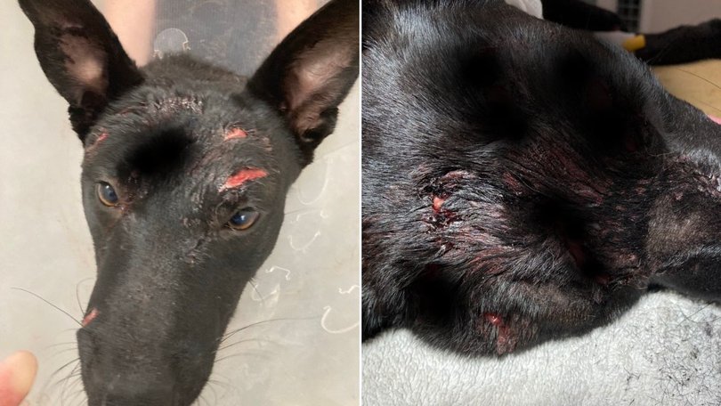 The female kelpie had several deep wounds to her head.