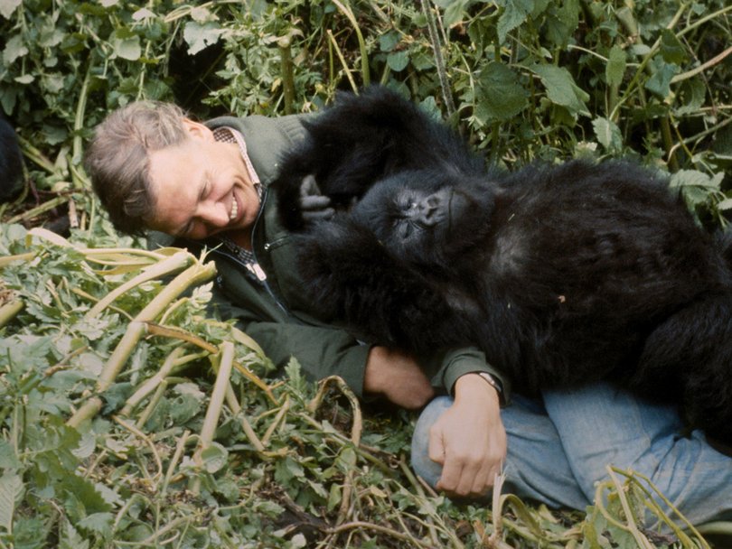 A Gorilla Story: Told By David Attenborough is coming to Netflix.