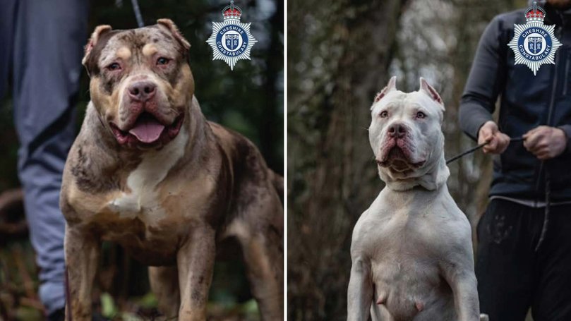 Male XL bully Toretto (left) which attacked John McColl. Female XL Bully Malibu (right) also owned by Sean Garner.