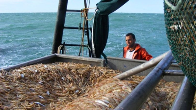 Banana prawns caught by a Raptis trawler, with Easter typically marking a peak sales period for the industry.