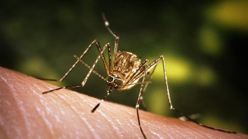 Sydneysiders have been warned of a “concerning” virus detected in this common, annoying insect this easter long weekend. Picture: WHO