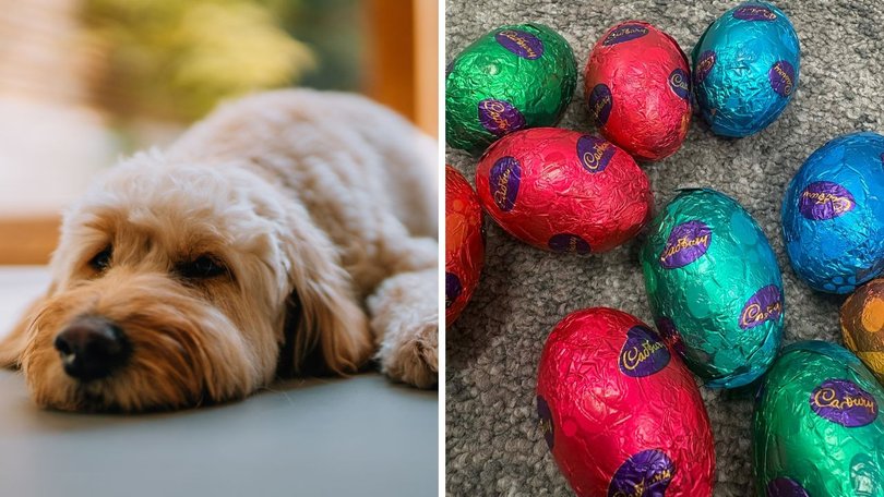 What you should do if your pet accidentally eats chocolate during Easter.