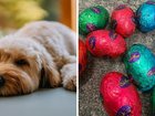 What you should do if your pet accidentally eats chocolate during Easter.