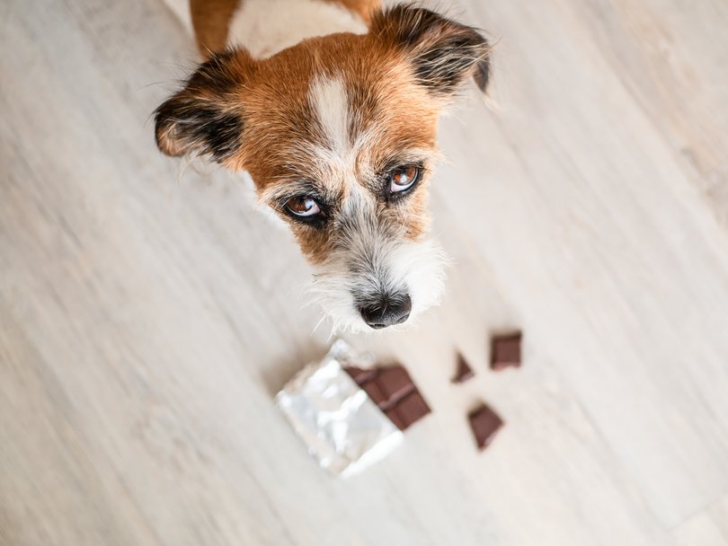 While all chocolate is bad for pets, dark chocolate is particularly dangerous as it contains higher level of theobromine.