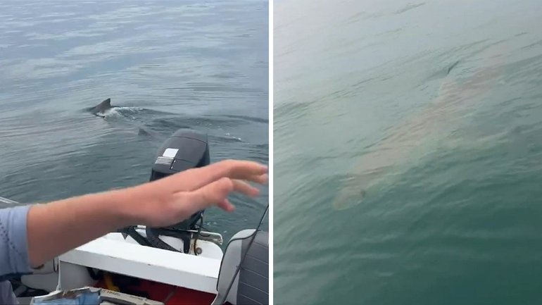 Two fisherman had a close encounter with one of the ocean’s deadliest creatures when a great white shark began circling their tinny off the coast of South Australia. 


