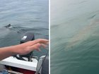 Two fisherman had a close encounter with one of the ocean’s deadliest creatures when a great white shark began circling their tinny off the coast of South Australia. 

