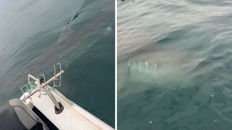 The great white shark circled the boat multiple times.