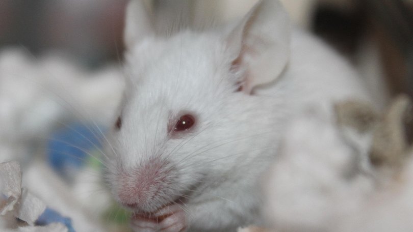 Mice are unusually resistant to developing full-blown dementia-like pathology.