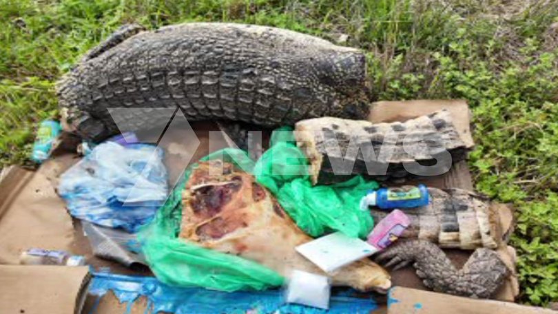 Pieces of a young saltwater crocodile have been found in South Australia
