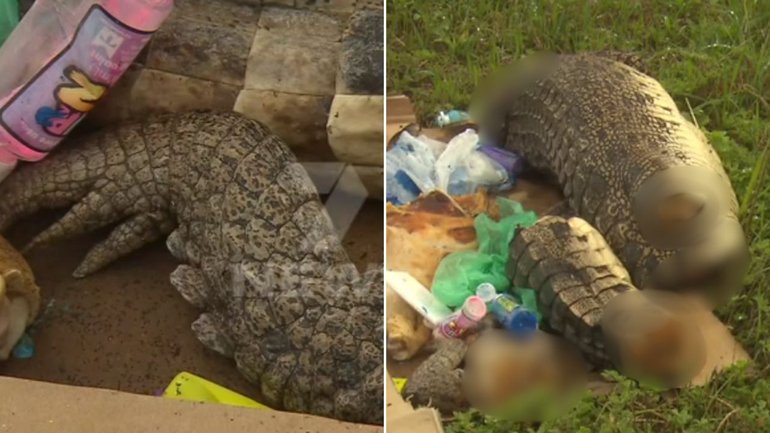 Pieces of a saltwater crocodile have been found in Adelaide