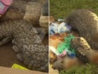Pieces of a saltwater crocodile have been found in Adelaide