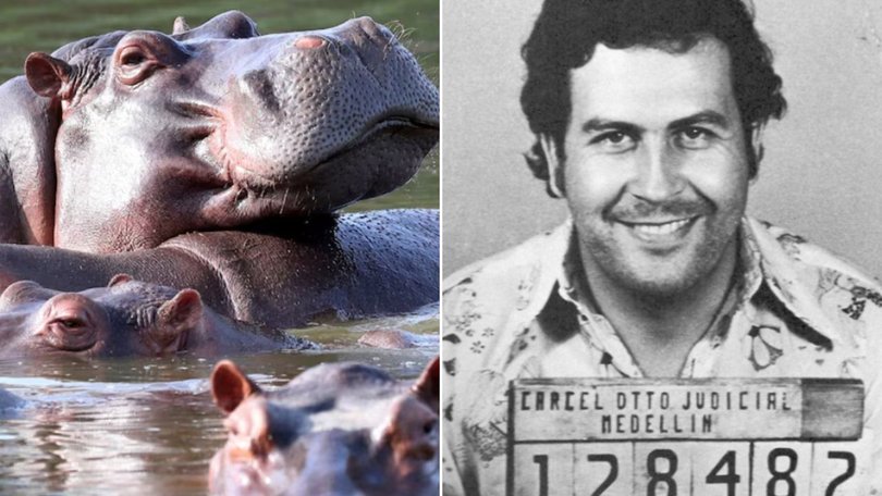 Pablo Escobar’s pet hippos have caused several environmental concerns.