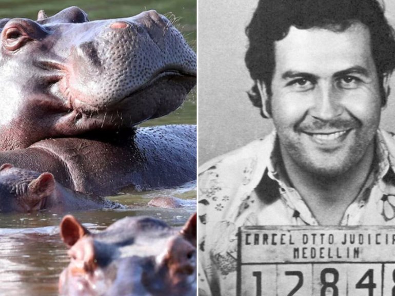 Pablo Escobar’s pet hippos have caused several environmental concerns. 